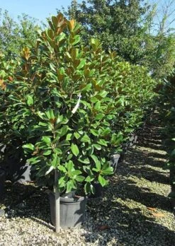 Groenblijvende Magnolia (Magnolia Grandiflora 'Kay Parris')