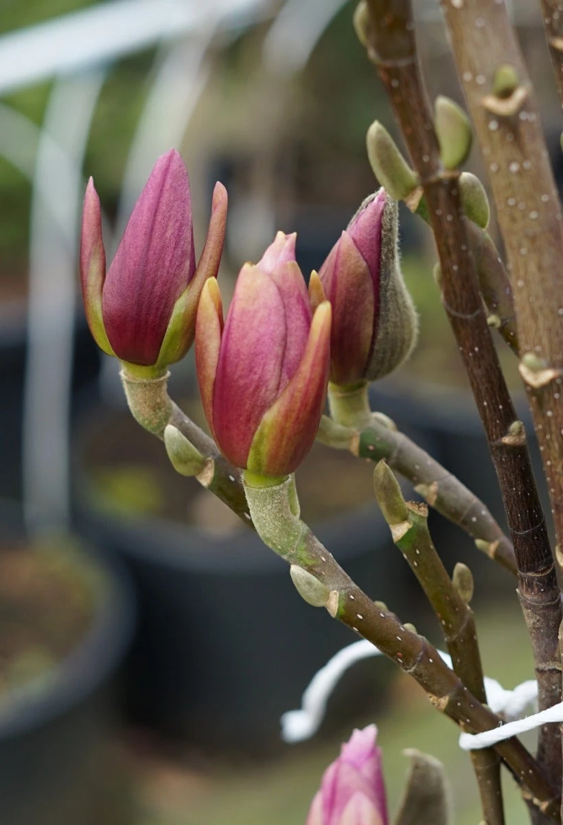 Magnolia Als Boom (Magnolia 'Heaven Scent') 3 Magnolia Als Boom (Magnolia 'Heaven Scent')