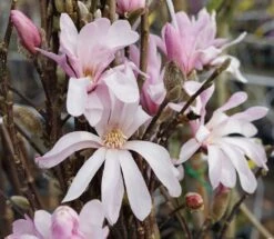 Beverboom Op Stam (Magnolia Loebneri 'Leonard Messel') -Tuinplanten Winkel magnolia leonardmessel lm01 1