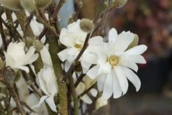 Stermagnolia Als Struik (Magnolia Stellata 'Royal Star') -Tuinplanten Winkel magnolia royalstar05