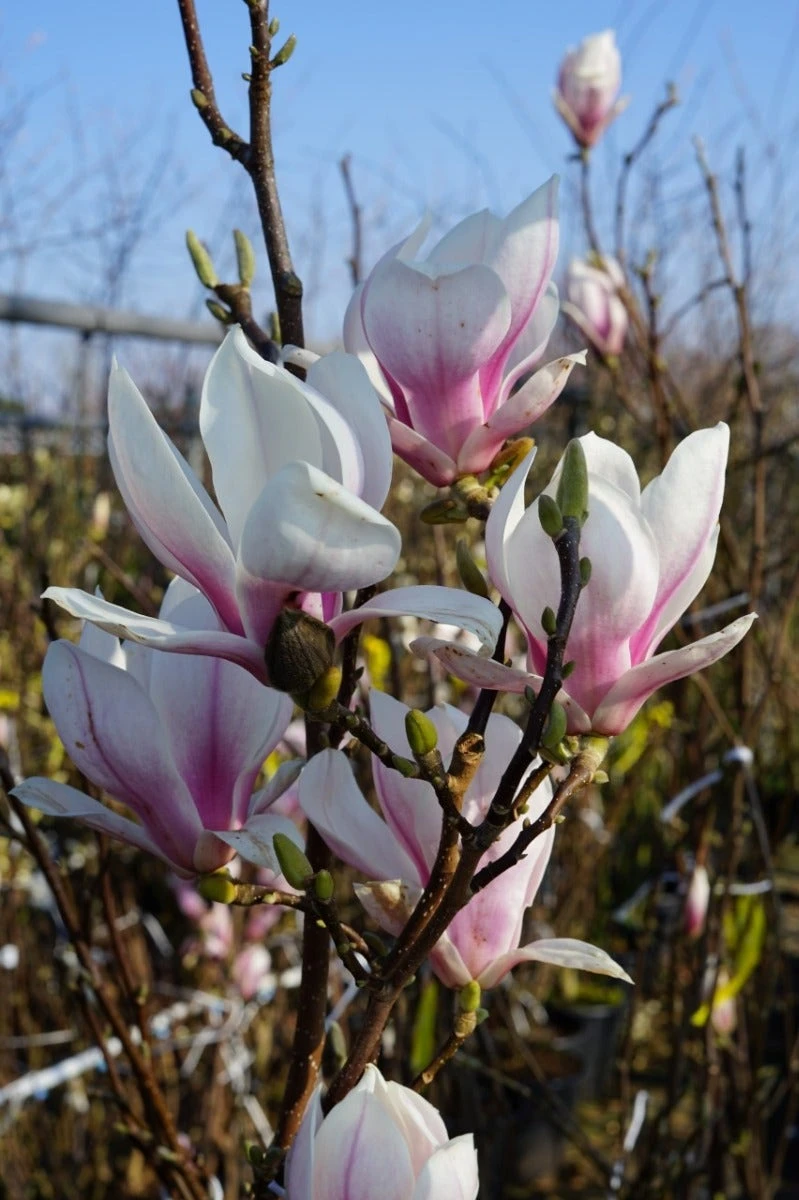 Beverboom Op Stam (Magnolia Soulangeana) 4 Beverboom Op Stam (Magnolia Soulangeana) - Afbeelding 2