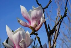 Beverboom Als Struik (Magnolia Soulangeana) -Tuinplanten Winkel magnolia soulangeana bloei lm03