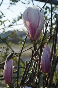 Beverboom Als Struik (Magnolia Soulangeana) -Tuinplanten Winkel magnolia soulangeana bloei lm04