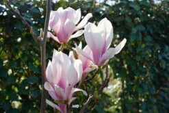 Beverboom Als Struik (Magnolia Soulangeana) -Tuinplanten Winkel magnolia soulangeana bloei lm05