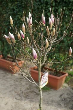 Beverboom Op Stam (Magnolia Soulangeana) 10 Beverboom Op Stam (Magnolia Soulangeana) -Tuinplanten Winkel magnolia soulangeana stam lm05
