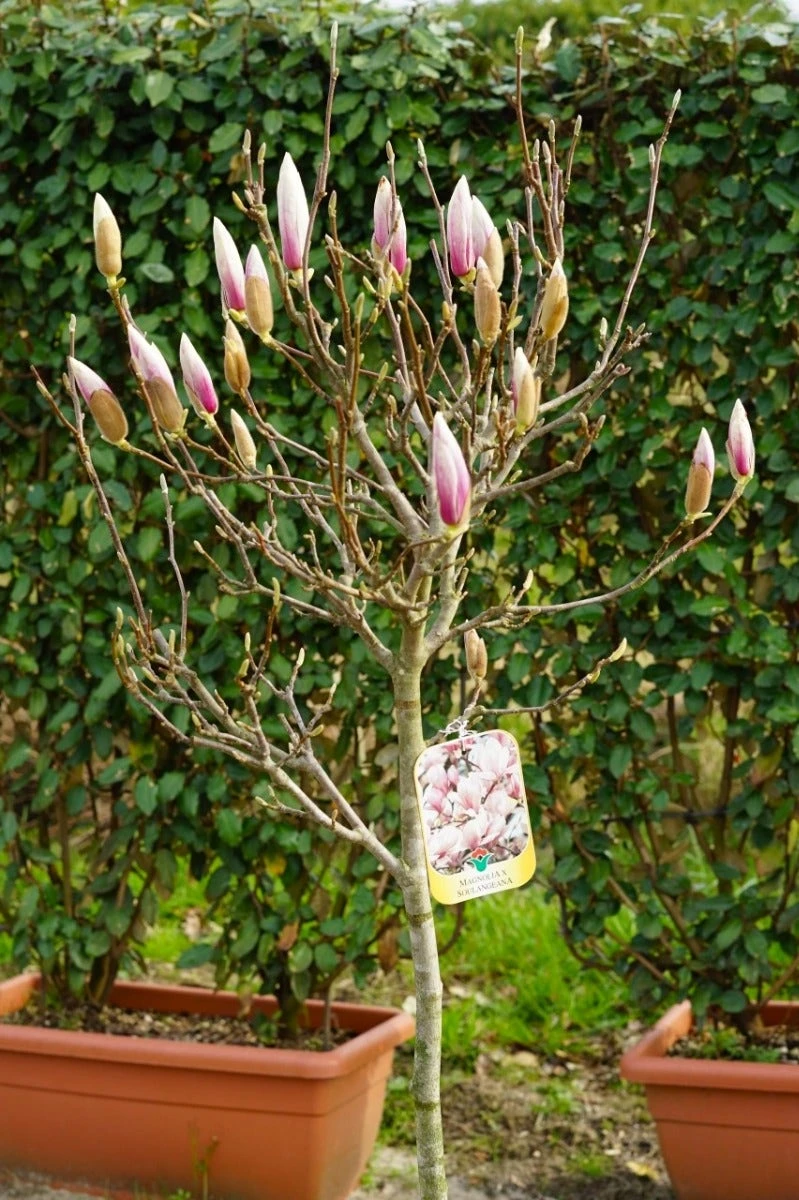 Beverboom Op Stam (Magnolia Soulangeana) 5 Beverboom Op Stam (Magnolia Soulangeana) - Afbeelding 3