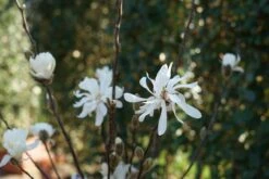 Stermagnolia Op Stam (Magnolia Stellata) 8 Stermagnolia Op Stam (Magnolia Stellata) -Tuinplanten Winkel magnolia stellata bloei lm06 1