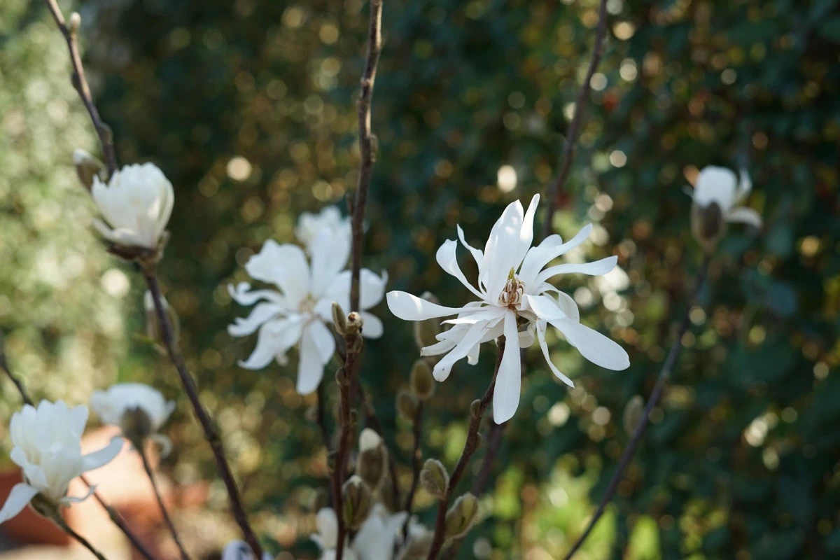 Stermagnolia Op Stam (Magnolia Stellata) 5 Stermagnolia Op Stam (Magnolia Stellata) - Afbeelding 3