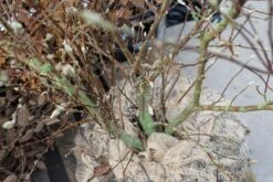 Stermagnolia Als Struik (Magnolia Stellata) -Tuinplanten Winkel magnolia stellata kluit lm02