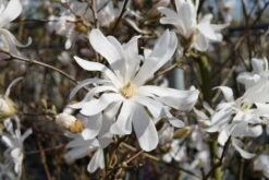 Stermagnolia Als Struik (Magnolia Stellata)