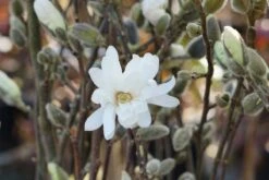 Stermagnolia Als Struik (Magnolia Stellata 'Royal Star') -Tuinplanten Winkel magnolia stellata royalstar lm01