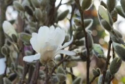 Stermagnolia Als Struik (Magnolia Stellata 'Royal Star') -Tuinplanten Winkel magnolia stellata royalstar lm02