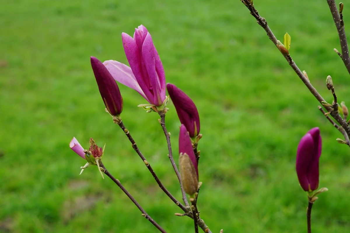Meerstammige Beverboom (Magnolia 'Susan') 8 Meerstammige Beverboom (Magnolia 'Susan') - Afbeelding 6