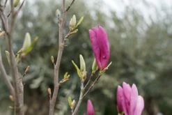 Meerstammige Beverboom (Magnolia 'Susan') 13 Meerstammige Beverboom (Magnolia 'Susan') -Tuinplanten Winkel magnolia susan lm27 1