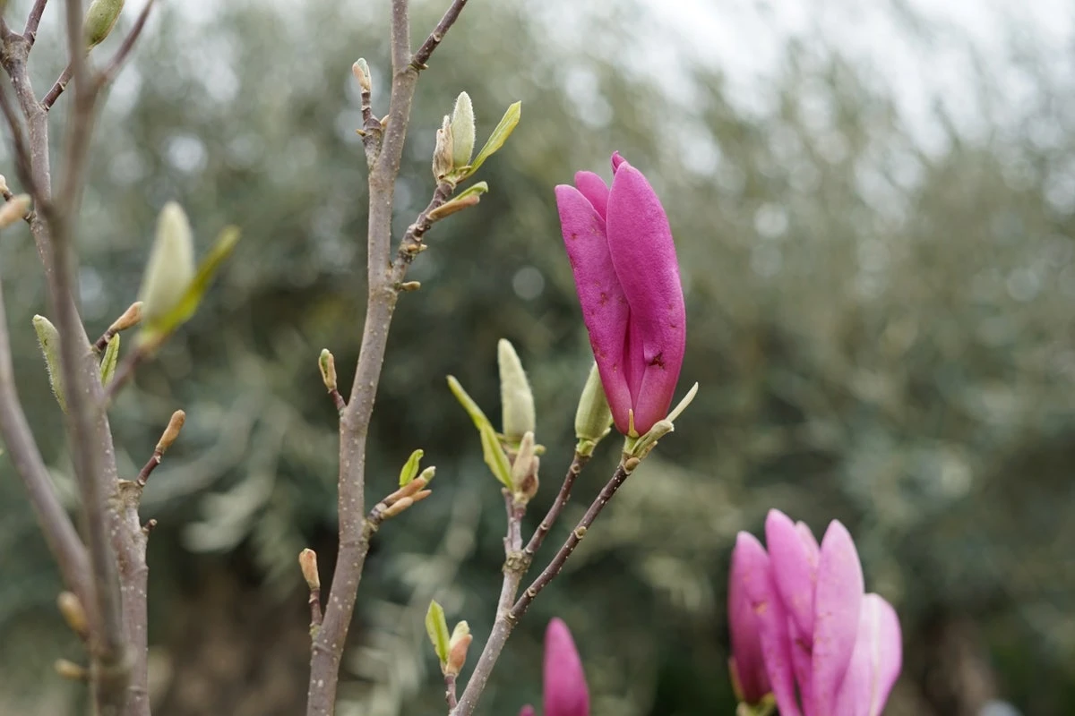 Meerstammige Beverboom (Magnolia 'Susan') 7 Meerstammige Beverboom (Magnolia 'Susan') - Afbeelding 5