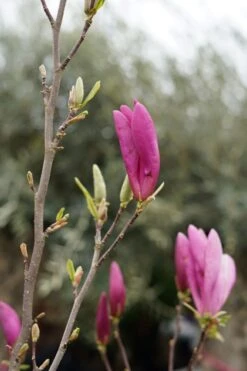 Beverboom Op Stam (Magnolia 'Susan') 9 Beverboom Op Stam (Magnolia 'Susan') -Tuinplanten Winkel magnolia susan lm28 1