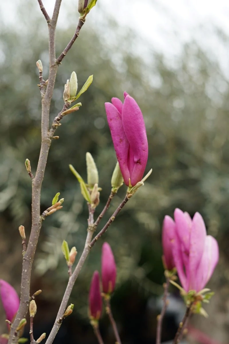 Beverboom Op Stam (Magnolia 'Susan') 5 Beverboom Op Stam (Magnolia 'Susan') - Afbeelding 3