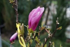 Beverboom Als Struik (Magnolia Susan) -Tuinplanten Winkel magnolia susan lm29