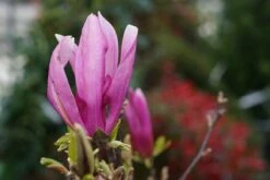 Beverboom Als Struik (Magnolia Susan) -Tuinplanten Winkel magnolia susan lm30