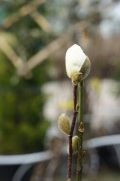 Beverboom (Magnolia Loebneri 'Wildcat') 9 Beverboom (Magnolia Loebneri 'Wildcat') -Tuinplanten Winkel magnolia wildcat lm01