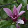 Beverboom, Struik (Magnolia 'Galaxy') EXTRA VOORDEEL