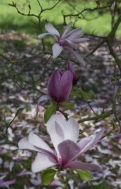 Beverboom, Struik (Magnolia 'Galaxy') -Tuinplanten Winkel magnolia galaxy 1