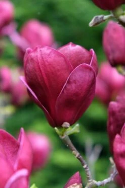 Beverboom (Magnolia 'Genie') -Tuinplanten Winkel magnolia genie peters garden 05