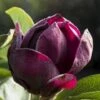 Beverboom (Magnolia 'Genie') EXTRA VOORDEEL -Tuinplanten Winkel magnolia genie 1