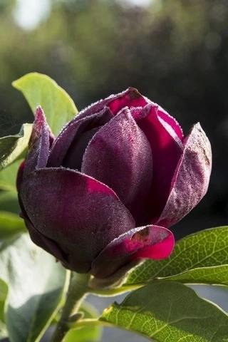 Beverboom (Magnolia 'Genie') EXTRA VOORDEEL 3 Beverboom (Magnolia 'Genie') EXTRA VOORDEEL