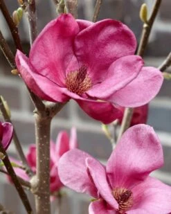 Beverboom (Magnolia 'Genie') -Tuinplanten Winkel magnolia genie 4