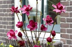 Beverboom (Magnolia 'Genie') -Tuinplanten Winkel magnolia genie 6