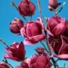 Beverboom (Magnolia 'Genie') -Tuinplanten Winkel magnolia genie 8