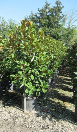 Groenblijvende Magnolia (Magnolia Grandiflora 'Goliath') 9 Groenblijvende Magnolia (Magnolia Grandiflora 'Goliath') -Tuinplanten Winkel magnolia goliath 2
