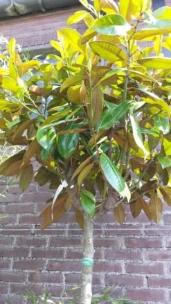 Groenblijvende Magnolia Op Stam (Magnolia Grandiflora 'Gallissoniere') -Tuinplanten Winkel magnolia grand galissi re op stam01