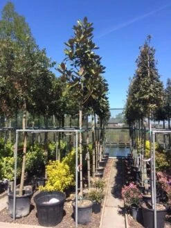 Groenblijvende Magnolia Als Boom (Magnolia Grandiflora 'Gallissoniere') -Tuinplanten Winkel magnolia grandiflora 10 12