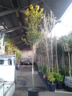 Groenblijvende Magnolia Als Boom (Magnolia Grandiflora 'Gallissoniere') -Tuinplanten Winkel magnolia grandiflora 1 1