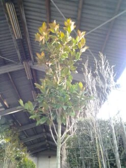 Groenblijvende Magnolia Als Boom (Magnolia Grandiflora 'Gallissoniere') -Tuinplanten Winkel magnolia grandiflora 2 1