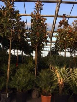 Groenblijvende Magnolia Als Boom (Magnolia Grandiflora 'Gallissoniere') -Tuinplanten Winkel magnolia grandiflora gallisoniere 16 18ho cont