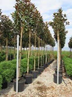 Groenblijvende Magnolia Als Boom (Magnolia Grandiflora 'Gallissoniere') -Tuinplanten Winkel magnolia grandiflora gallisoniere 8 10 2