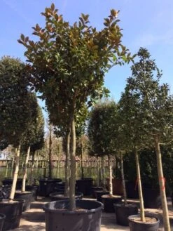 Groenblijvende Magnolia Als Boom (Magnolia Grandiflora 'Gallissoniere') -Tuinplanten Winkel magnolia grandiflora hoogstam solitair