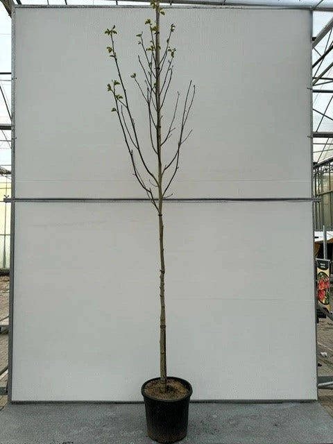 Magnolia Als Boom (Magnolia 'Heaven Scent') 4 Magnolia Als Boom (Magnolia 'Heaven Scent') - Afbeelding 2