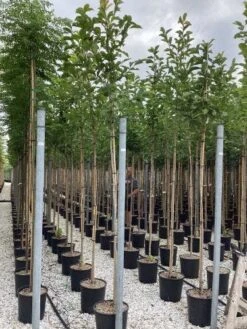 Beverboom (Magnolia Kobus) 21 Beverboom (Magnolia Kobus) -Tuinplanten Winkel magnolia kobus