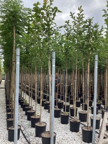 Beverboom (Magnolia Kobus) 12 Beverboom (Magnolia Kobus) - Afbeelding 10