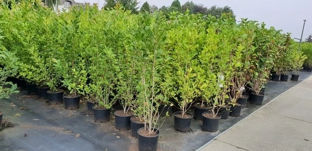 Beverboom Als Struik (Magnolia Loebneri 'Merrill') 5 Beverboom Als Struik (Magnolia Loebneri 'Merrill') - Afbeelding 3