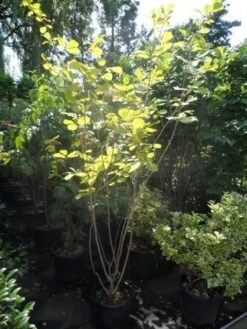 Beverboom (Magnolia Sieboldii) -Tuinplanten Winkel magnolia sieboldii 175 200 c25