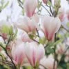 Beverboom Als Struik (Magnolia Soulangeana) -Tuinplanten Winkel magnolia soulangeana