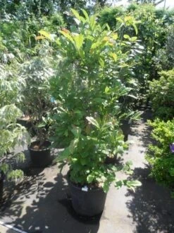 Stermagnolia Als Struik (Magnolia Stellata) -Tuinplanten Winkel magnolia stellata 125 150 175