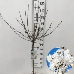 Stermagnolia Op Stam (Magnolia Stellata) 9 Stermagnolia Op Stam (Magnolia Stellata) -Tuinplanten Winkel magnolia stellata 60st c7 5 2