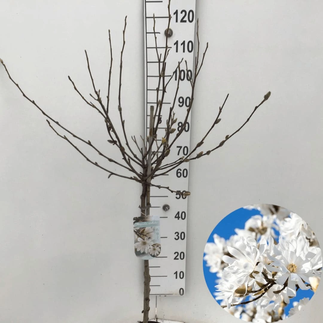Stermagnolia Op Stam (Magnolia Stellata) 6 Stermagnolia Op Stam (Magnolia Stellata) - Afbeelding 4