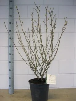 Stermagnolia Als Struik (Magnolia Stellata) -Tuinplanten Winkel magnolia stellata c7 november 1